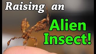 How to Care for Praying Mantises!