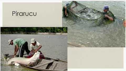 Quais as principais formas de extrativismo praticada no Brasil?