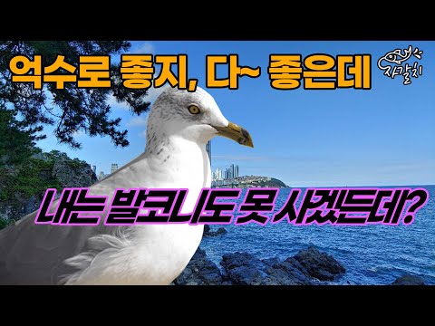 당첨됐다카믄 10억! 직이삐는 학군! 찐 로또 나왔는데 일단 내는 안되겠노...ㅣ강남 디에이치 퍼스티어ㅣ자갈치