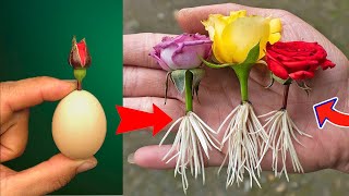 : The method of growing roses from flower buds the whole world does not know
