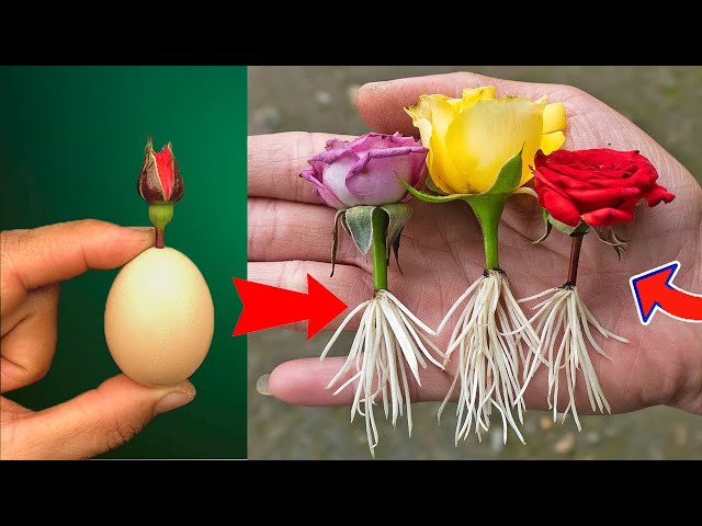 The method of growing roses from flower buds the whole world does not know class=