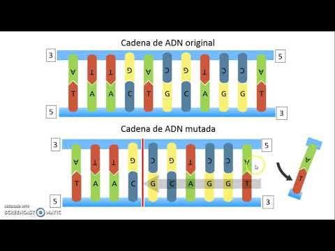 Vídeo: Quins són dos tipus de mutacions puntuals?