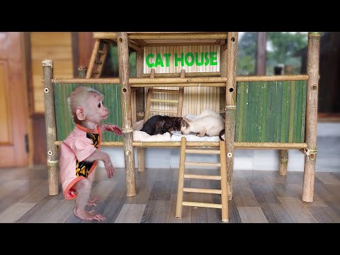 Monkey Bon's house is occupied by cat, Dad decided to build a bamboo house for the cat (part 2)