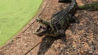 Godzilla exists