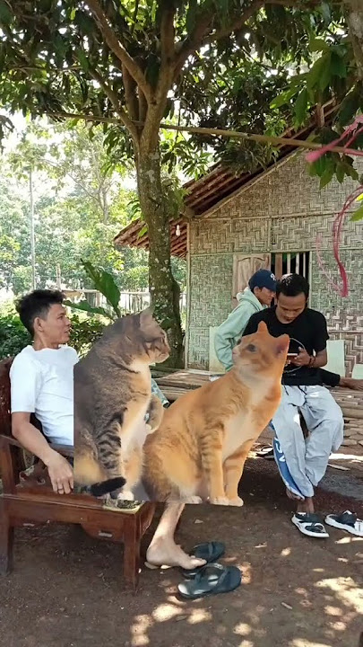 tikus kalau .... #jokes #jokesbapackbapack #tebaktebakan