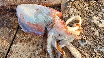 Fresh Cuttlefish Cutting | Cuttlefish Cleaning & Cutting