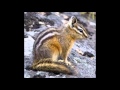 everything i do i do it for you  by Charlie the chipmunk