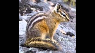 everything i do i do it for you  by Charlie the chipmunk