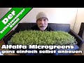 Alfalfa Microgreens schnell und einfach selbst anbauen