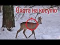 Охота на косулю. Самая быстрая охота с подхода