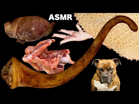 【大食い犬】珍しい生肉を豪快に爆食いする愛犬www ASMR MUKBANG Dog eats raw meat bones
