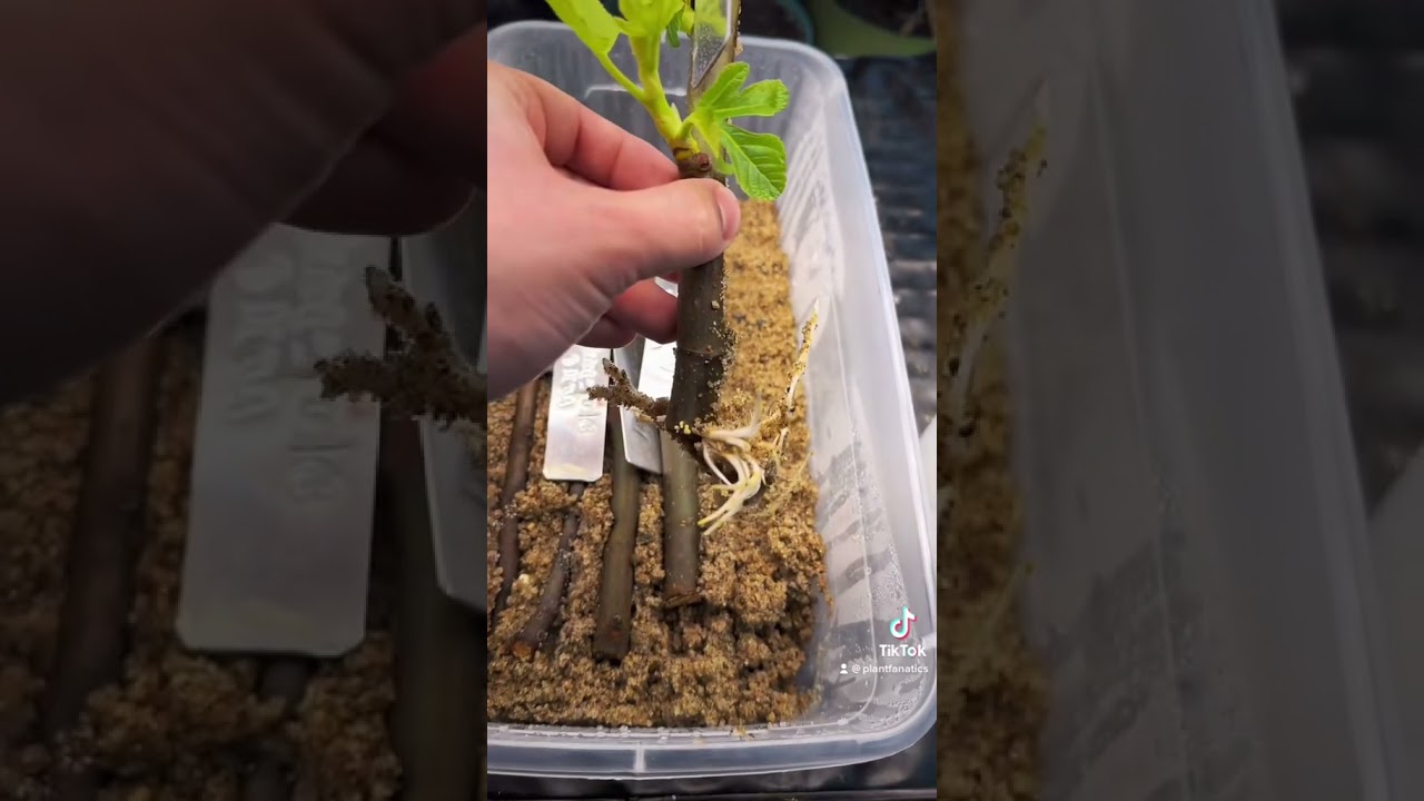 Why Have I Been Growing Plants in Sand? Using Sand medium for Rooting  Cuttings