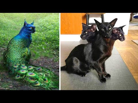 Video: Las Razas De Gatos Más Raras Del Mundo: Nombre, Descripción, Rasgos Distintivos De Apariencia Y Carácter, Fotos