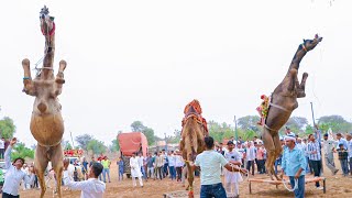 गाला पर डिंपल || New Rajasthani Song 2024 || Unt || Unt Ka Dance || New Camel Dance #priyanshu