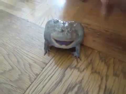 Screaming Frog Wikipedia