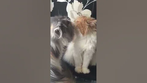 Kissing kitties