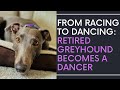 Retired Racing Grayhound Becomes a Dancer