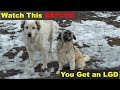 Watch This BEFORE Getting a Livestock Guard Dog