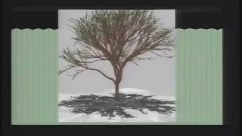 Supercomputing Challenge - Modeling Tree Growth and Resource Use with Applications