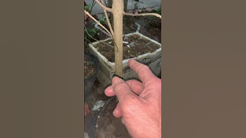 Cây Sim rừng thuần chậu giá rẻ