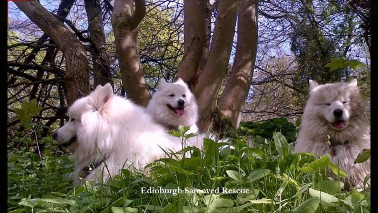 samoyed rescue