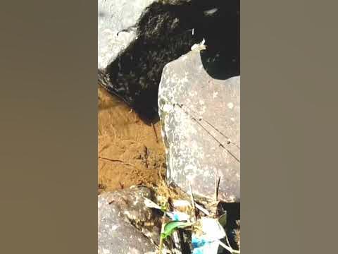 reaksi ikan channa limbata makan umpan cacing||mancing Channa limbata