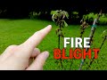 Fire Blight DESTROYED Our Orchard