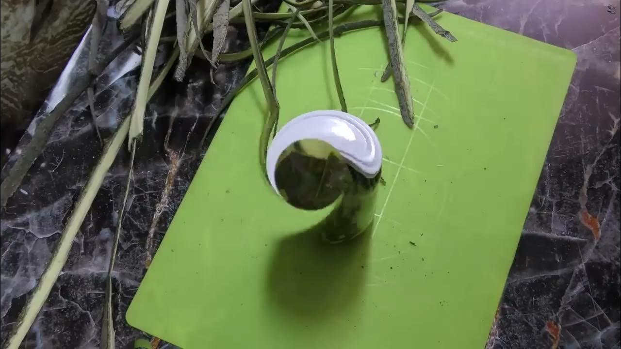 Кора осины, заготовка 🌳 весна лето, спиртовая 🍸 настойка и применение 📜 ...