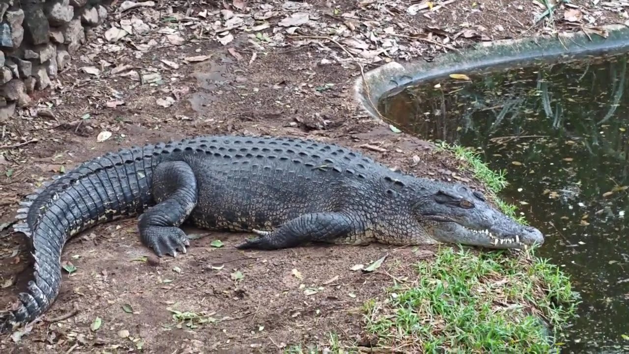 Crocodiles park Chennai l Nature, wildlife, Adventures, wild animals