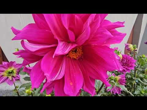 Taipei Azalea Festival in Daan Forest Park 2026