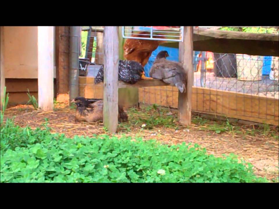 Me stalking my chickens xD - YouTube