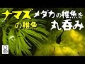 【ナマズ観察⑨】メダカの稚魚を尻尾から丸呑みするナマズの稚魚