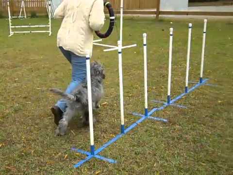 Teaching a Puppy the \