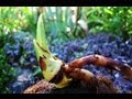 Growing a Coconut Palm from seed. Update & Transplant