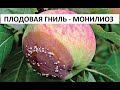 Плодовая гниль - монилиоз.