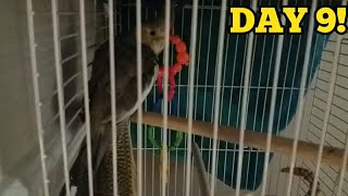 Introducing my Cockatiel to fruit... she didnt eat it..
(September 11, 2017)