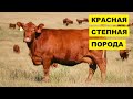 Разведение Красной степной породы коров как бизнес идея | КРС | Красная степная корова