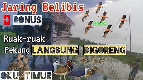 BERBURU 🔴 BELIBIS🔥,RUAK- RUAK,PEKONG LANGSUNG DIGORENG SANTAP DILOKASI🔥🔥