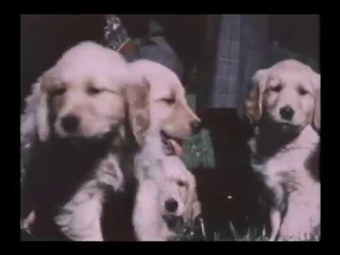 The Fords Play With Their Dog Liberty S Puppies 11 5 1975 Youtube