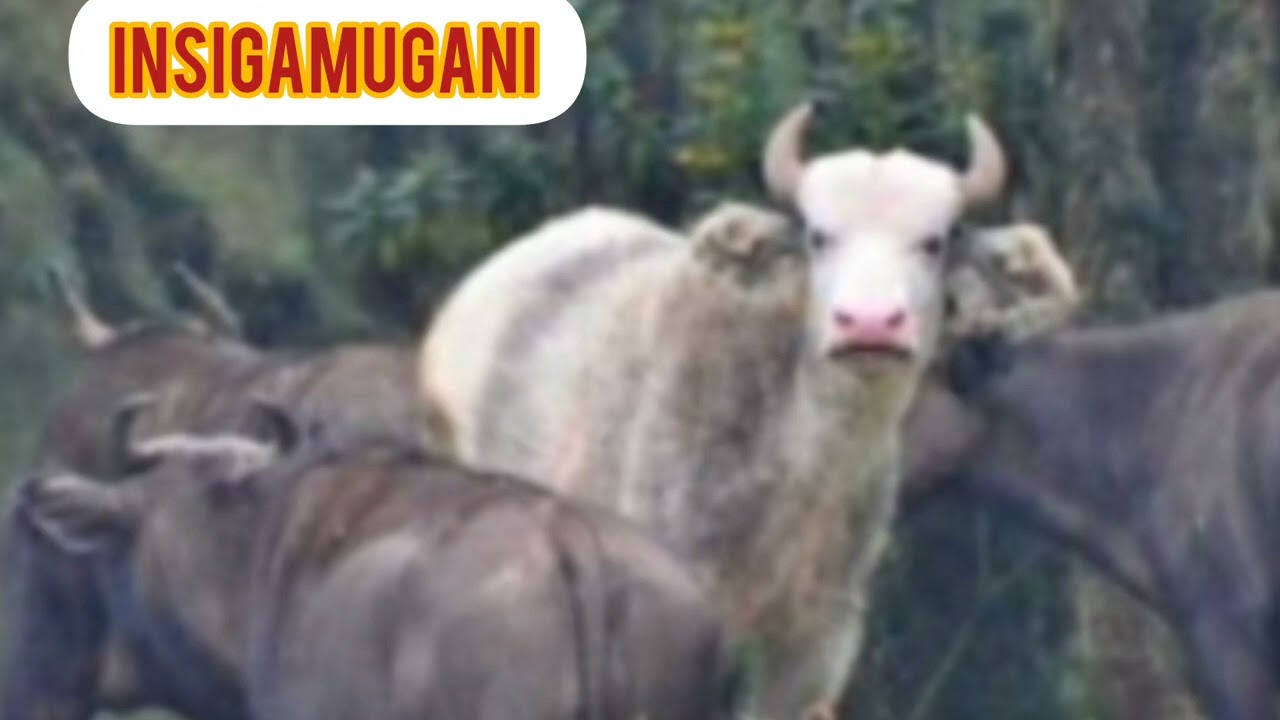 INSIGAMUGANI: NYIRARUNYONGA ATI : //AGAKURIKIWE N'ABAGABO NTIKABASIGA.// 