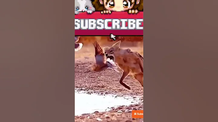 fox 🦊 attack on pigeon 🐦#trending #bird #pigeon #animals