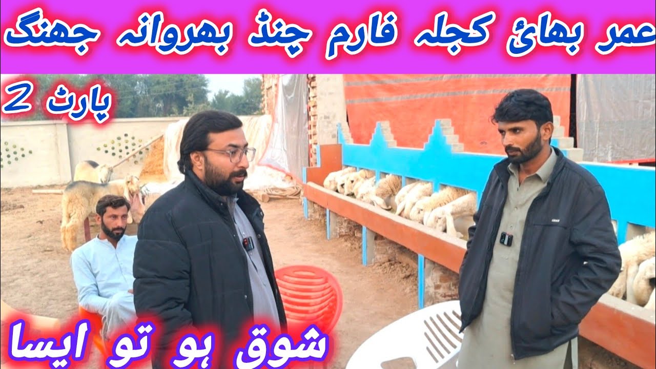Kajla Sheep Farm Jhang / Umar Bhai Se Full Detail Interview