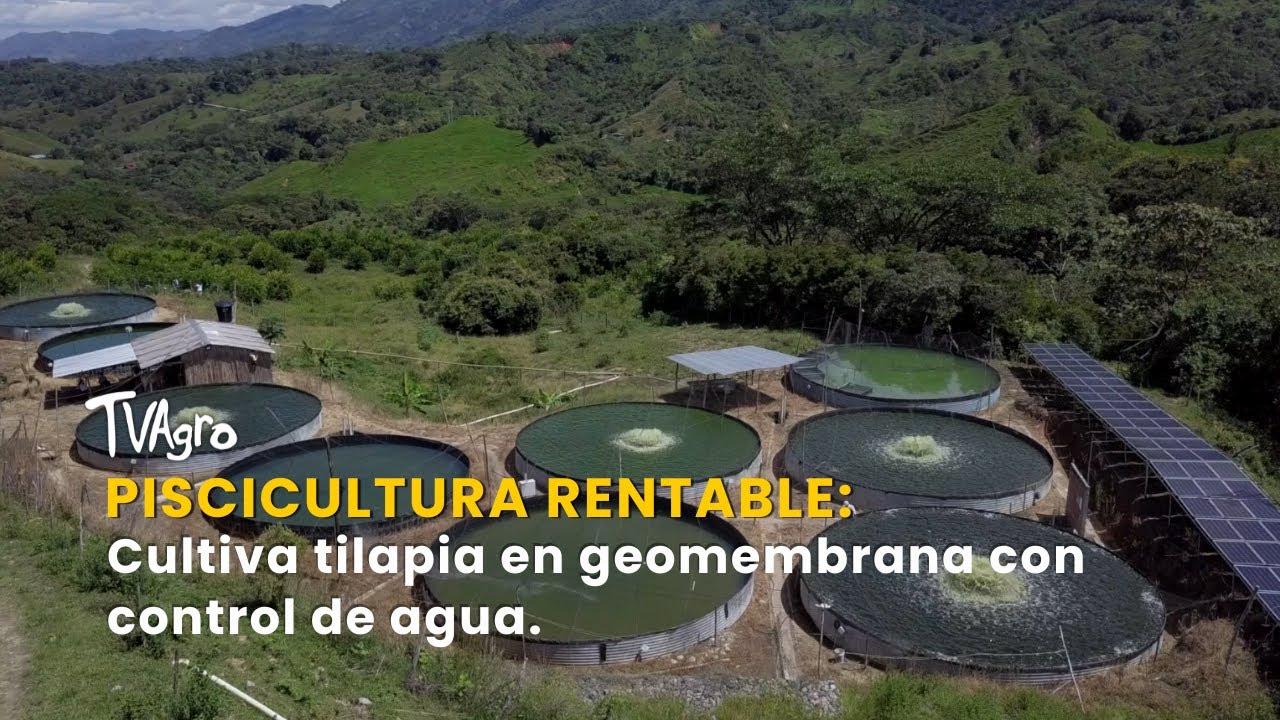 Piscicultura rentable: Cultiva tilapia en geomembrana con control de agua -TvAgro por Juan Gonzalo