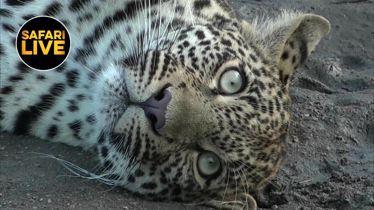 leopard print safariLIVE - Sunset Safari - February 2, 2019