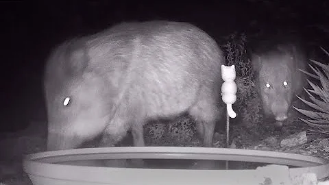 Javelinas on the Move - No Drinking Tonight