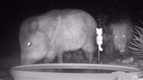 Javelinas on the Move - No Drinking Tonight