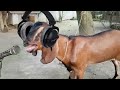ছ গল র গ ন New Rap Song Singer Mr Goat Funny ছ গল র গ ন New Rap Song Singer Mr Goat Funny