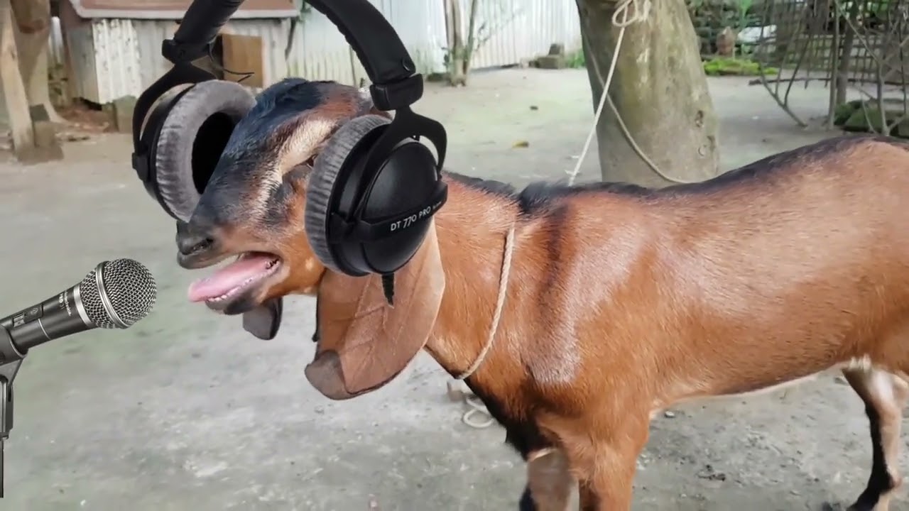   new rap song  singer mr goat  funny