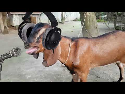 ছ গল র গ ন New Rap Song Singer Mr Goat Funny