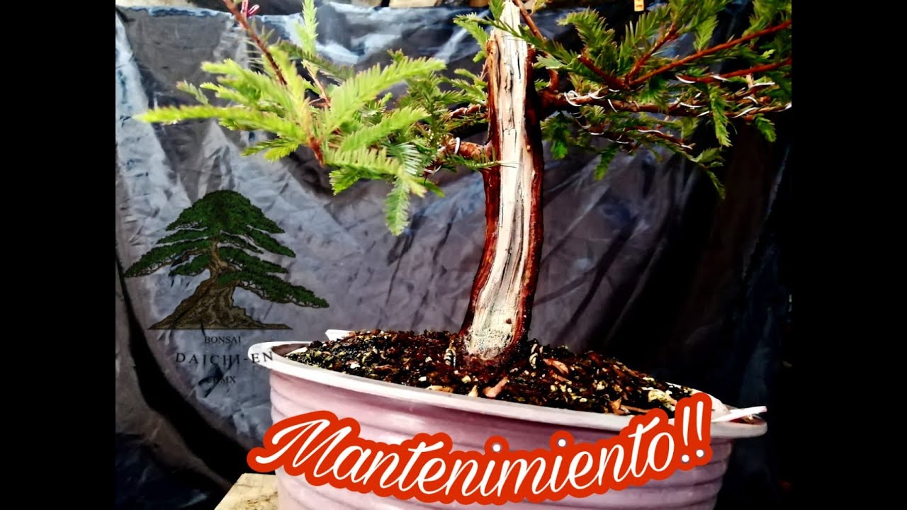 Mantenimiento de madera muerta en AHUEHUETE!! - YouTube